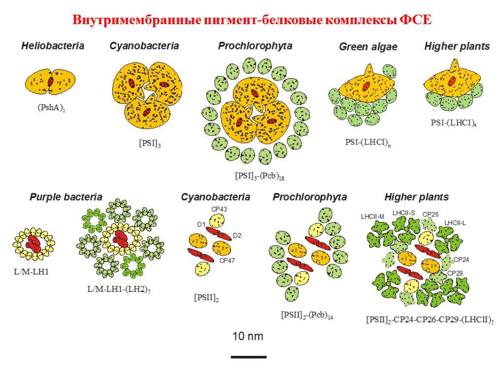 Внутримембранные пигмент-белковые комплексы ФСЕ